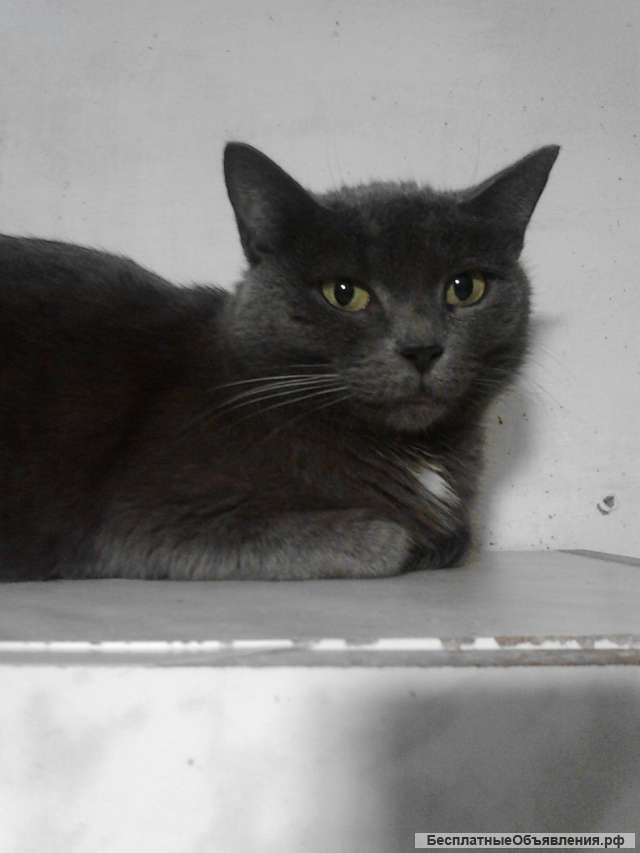 Ищет дом и любящих хозяев