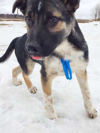 Щенок Блэк в добрые руки