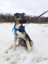 Щенок Блэк в добрые руки