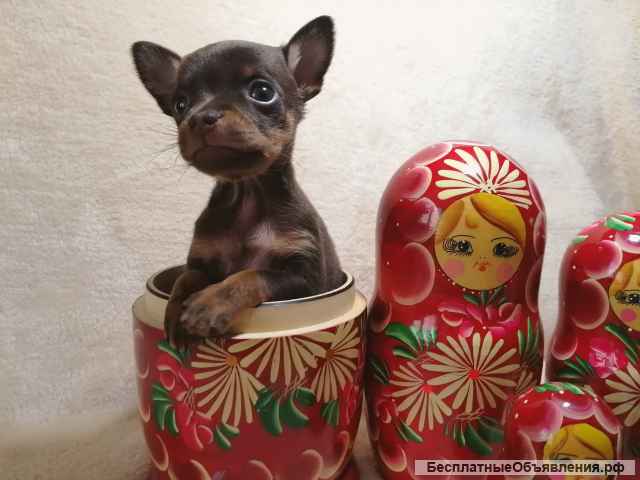 Щенки русского тоя(тёмный шоколад)