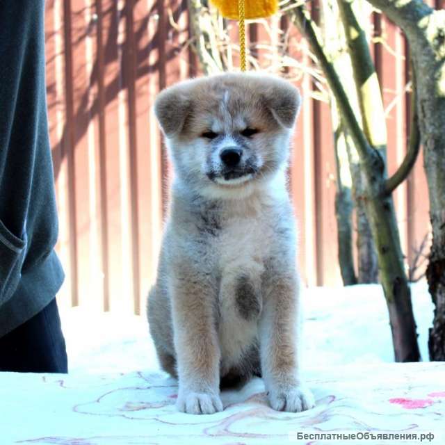 Щенки акита - ину в Москве