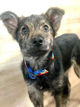 Малышка Пальма ищет дом