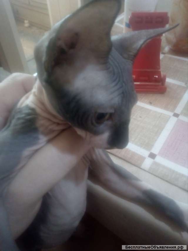 Породистый котенок девочка