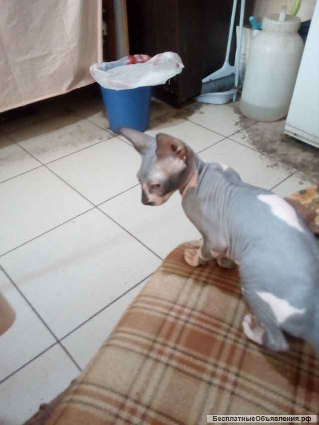 Породистый котенок девочка