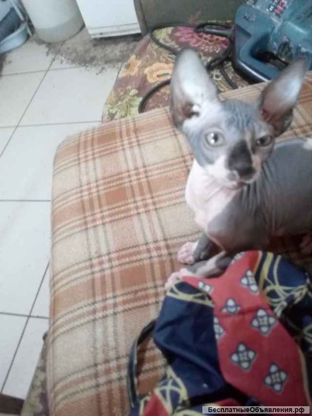 Породистый котенок девочка