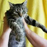 Полосатая, зеленоглазая истинно русская кошка - Маша