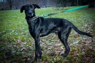 Отдам в добрые руки