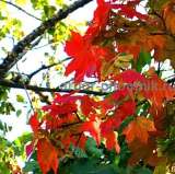 Крупномеры в Москве и Подмосковье с доставкой и посадкой