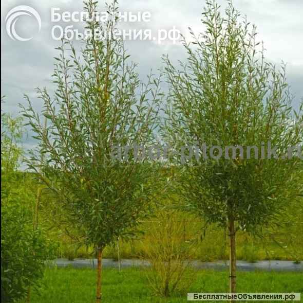 Крупномеры в Москве и Подмосковье с доставкой и посадкой