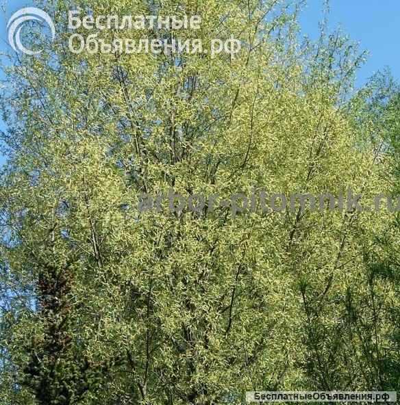 Крупномеры в Москве и Подмосковье с доставкой и посадкой