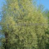 Крупномеры в Москве и Подмосковье с доставкой и посадкой