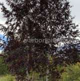 Крупномеры в Москве и Подмосковье с доставкой и посадкой