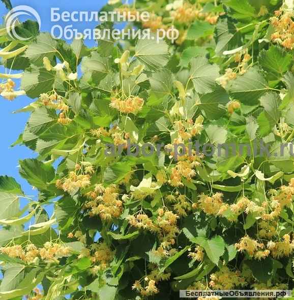 Крупномеры в Москве и Подмосковье с доставкой и посадкой