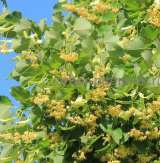 Крупномеры в Москве и Подмосковье с доставкой и посадкой