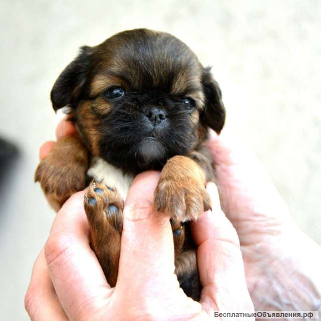 Щенки брюссельского гриффона