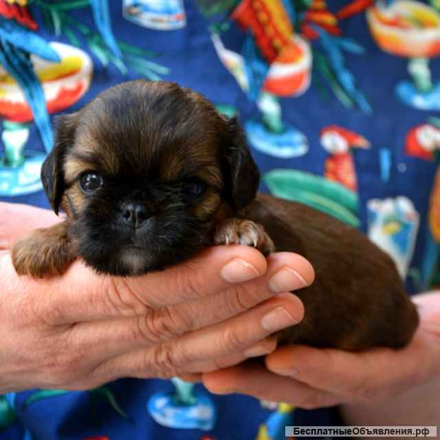 Щенки брюссельского гриффона