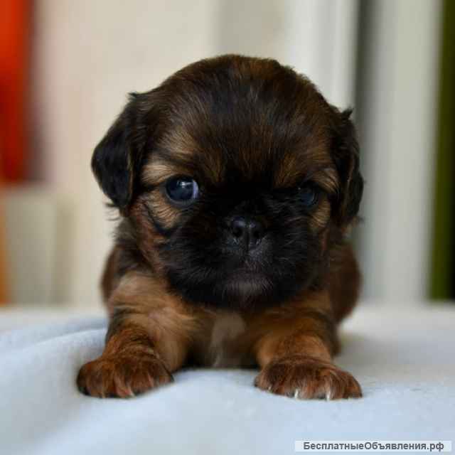 Щенки брюссельского гриффона