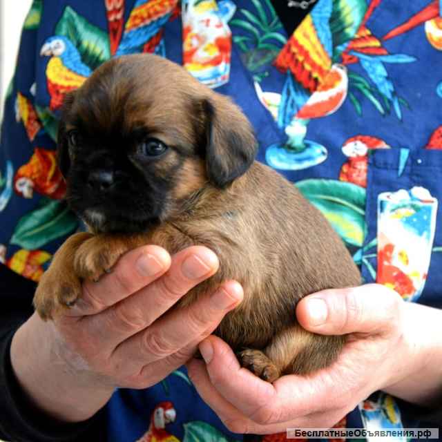 Щенки брюссельского гриффона