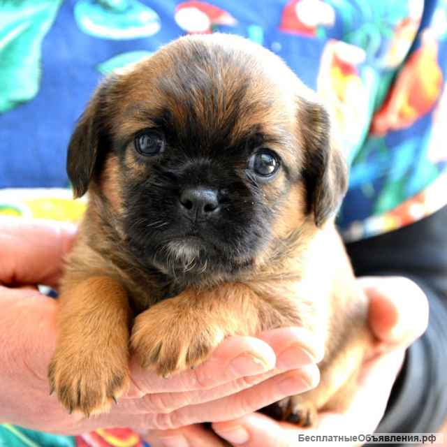 Щенки брюссельского гриффона