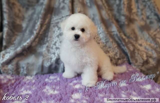 Бишон Фризе щенки шоу класса РКФ Москва