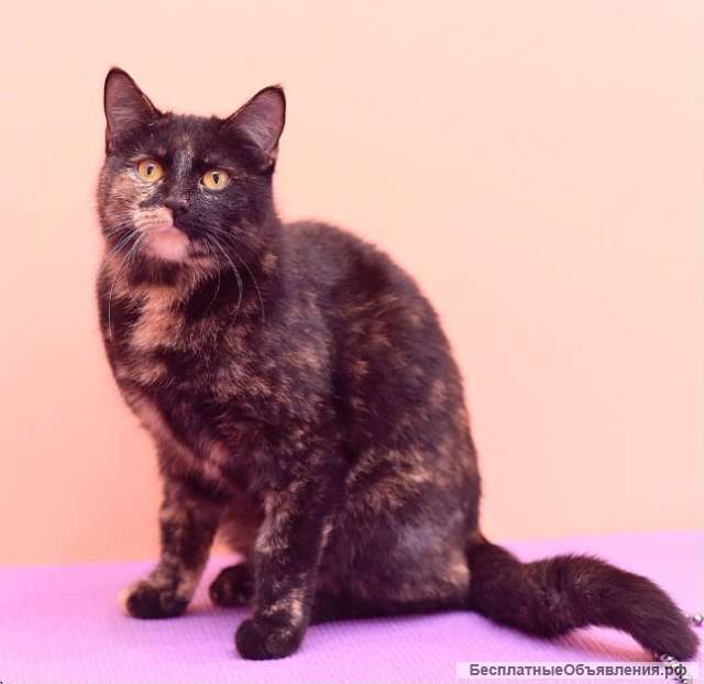 Общительная ласковая кошка Софочка в добрые руки