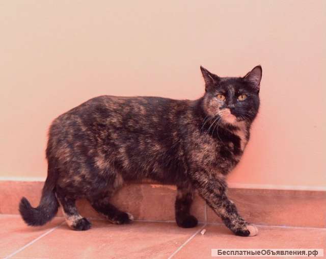 Общительная ласковая кошка Софочка в добрые руки