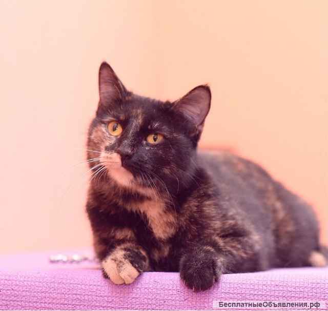 Общительная ласковая кошка Софочка в добрые руки