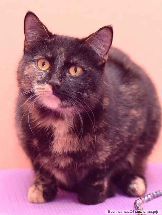 Общительная ласковая кошка Софочка в добрые руки