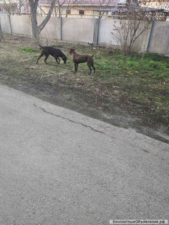 Щенки немецкого курцхаара