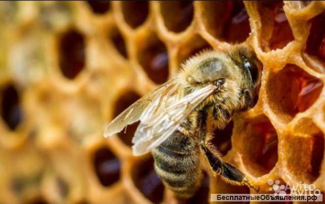 Пчелы среднерусские