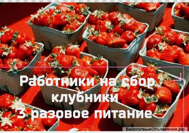 Сборщики ягод