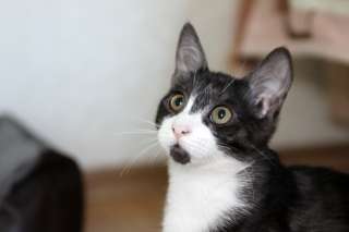 Котенок Дженна в добрые, надёжные руки