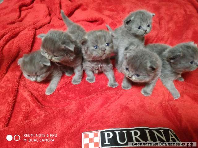 Шотландские котята