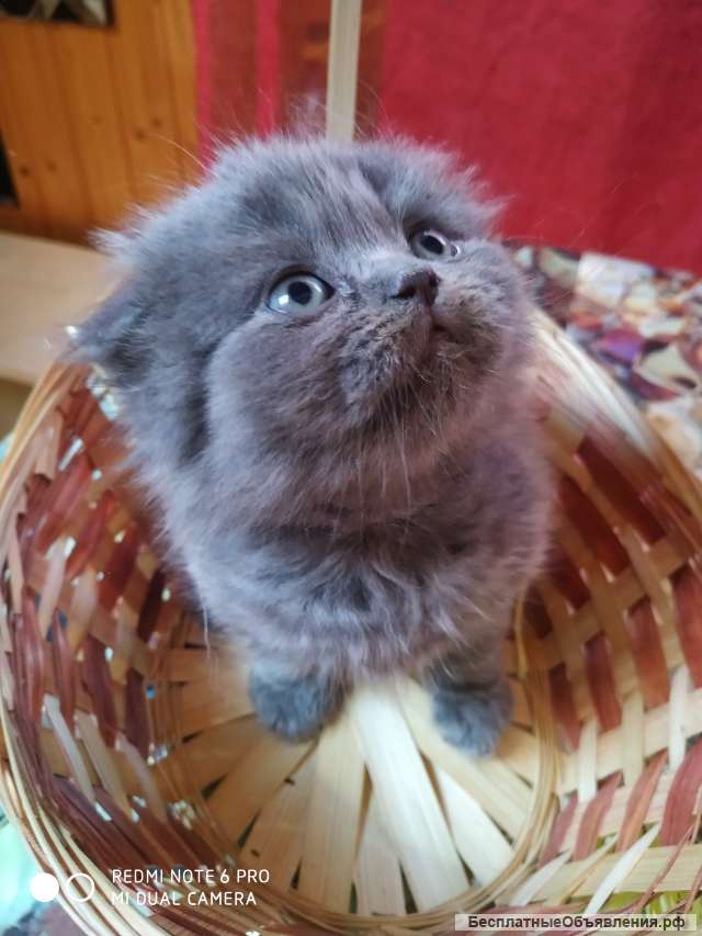 Шотландские котята