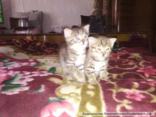 Отдам котят