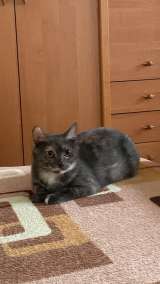 Трехцветная кошка Джерба в добрые руки