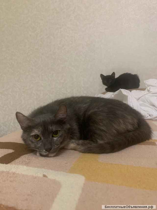 Трехцветная кошка Джерба в добрые руки