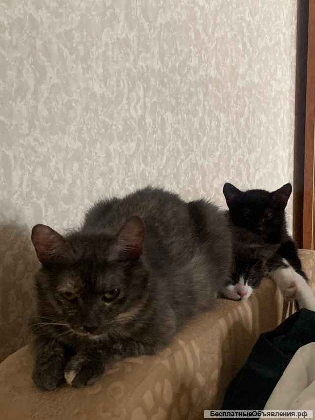 Трехцветная кошка Джерба в добрые руки