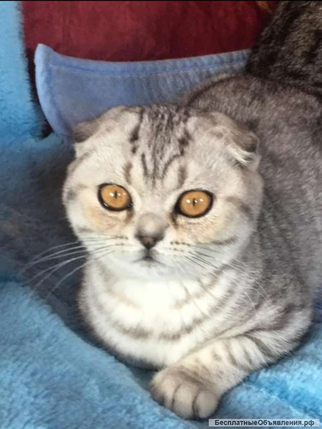 Роскошные вислоухие и прямоухие чистокровные котята