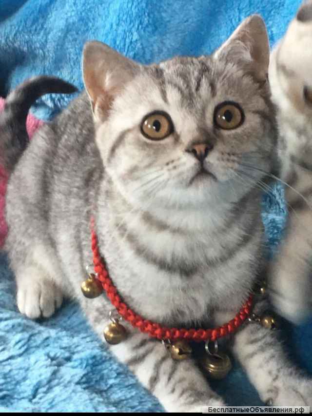 Роскошные вислоухие и прямоухие чистокровные котята