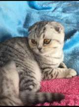 Роскошные вислоухие и прямоухие чистокровные котята