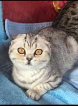 Роскошные вислоухие и прямоухие чистокровные котята