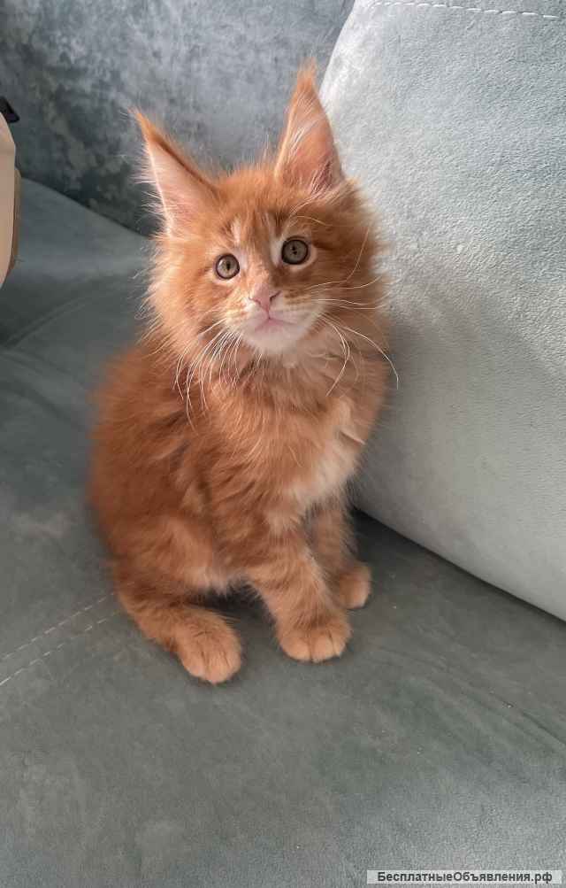 Котята мейн-кун рыжего окраса