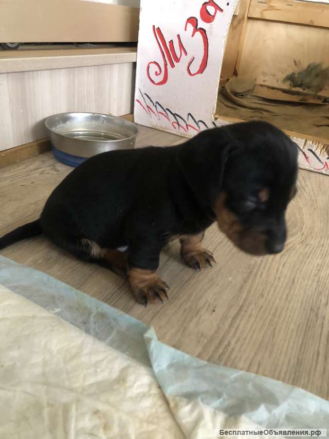 Щенки стандартной таксы