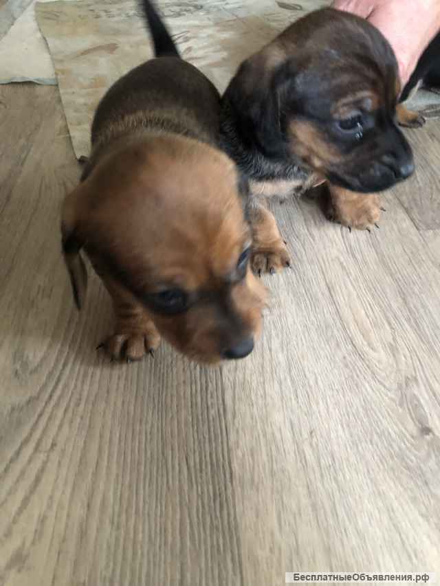 Щенки стандартной таксы