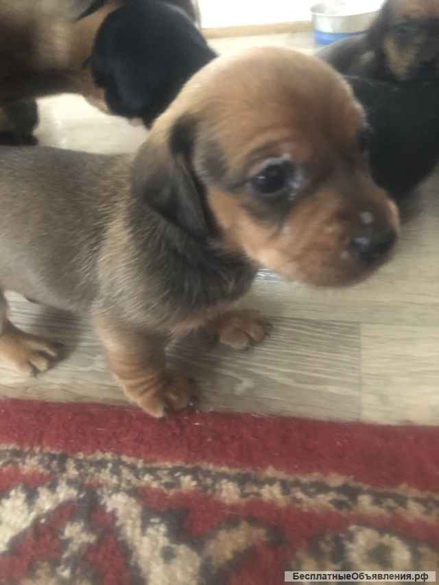 Щенки стандартной таксы