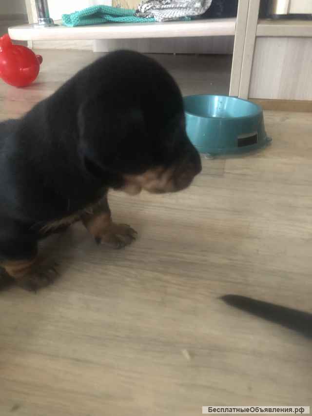 Щенки стандартной таксы