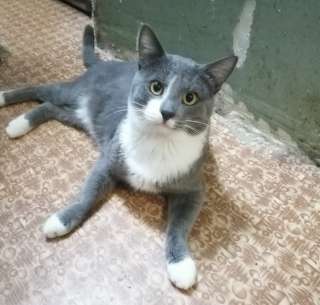 Котик в добрые руки