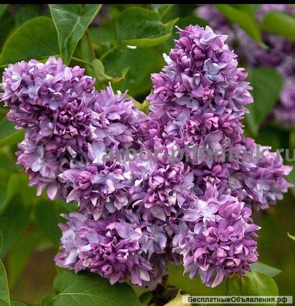 Саженцы сирени из питомника, каталог с сортами в интернет магазине