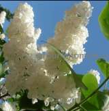 Саженцы сирени из питомника, каталог с сортами в интернет магазине